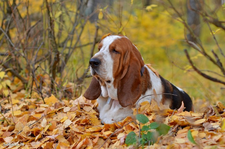 Шотландский Бассет