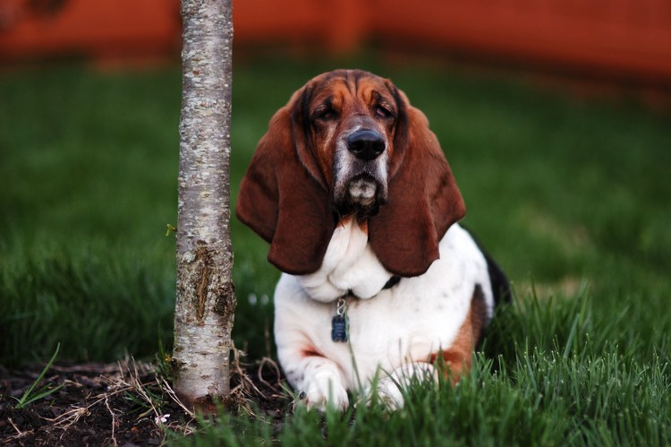 Порода Бассет хаунд