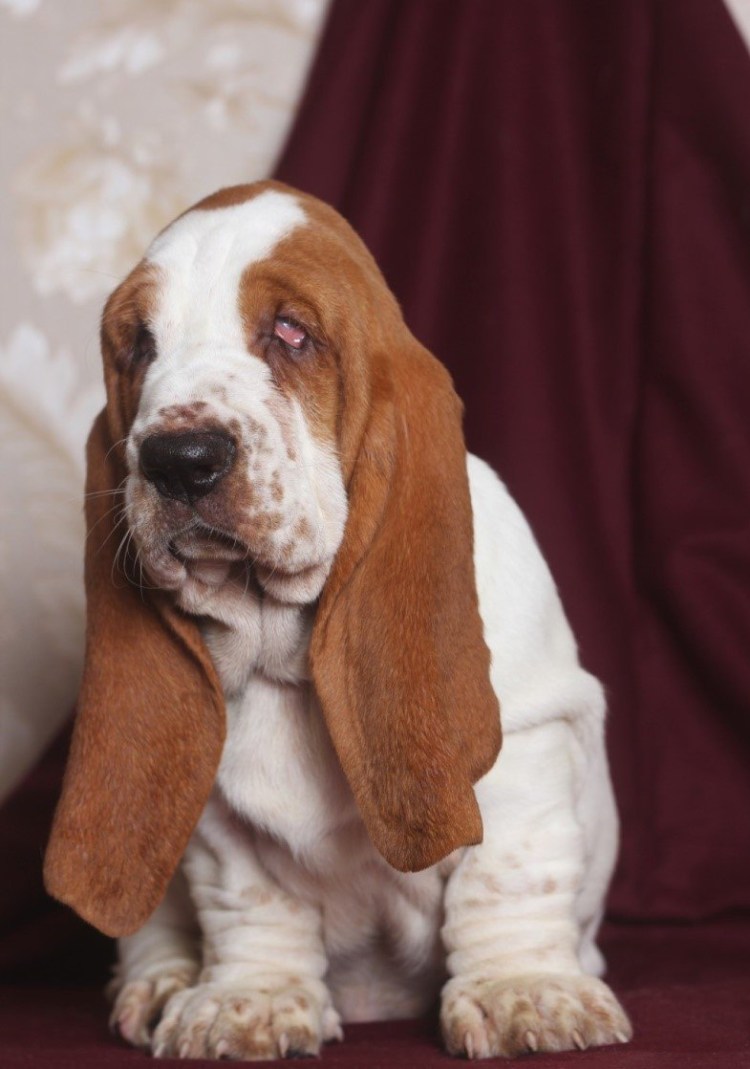 Бассет колли