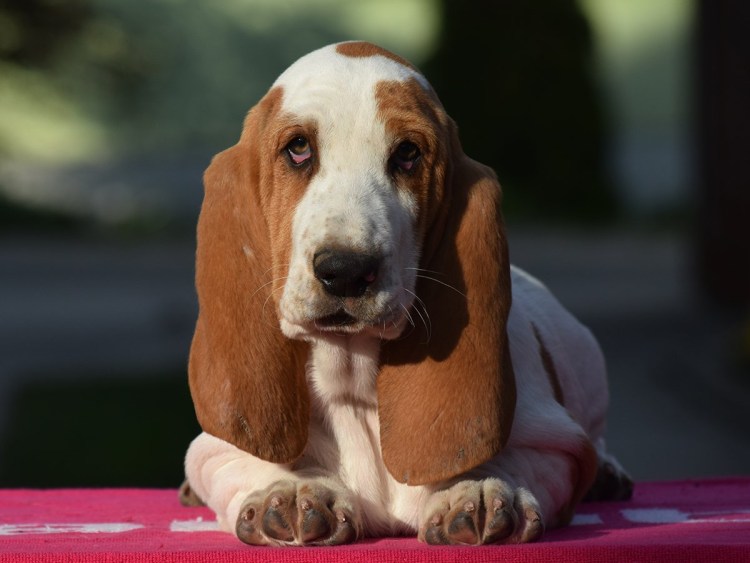 Бассет хаунд
