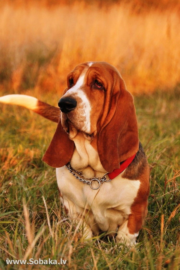 Порода собак Бассет