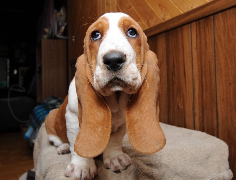 Бассет хаунд