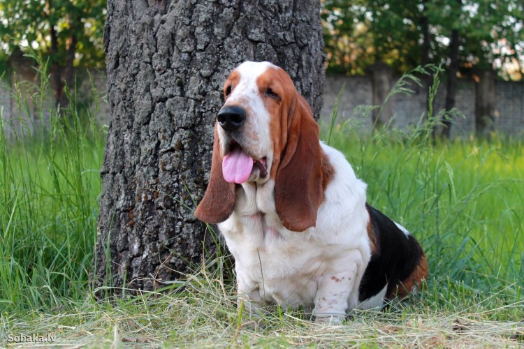 Порода собак Бассет хаунд