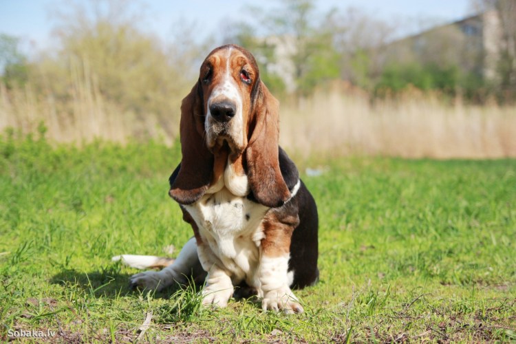 Бассет - хаунд Джеффри уши