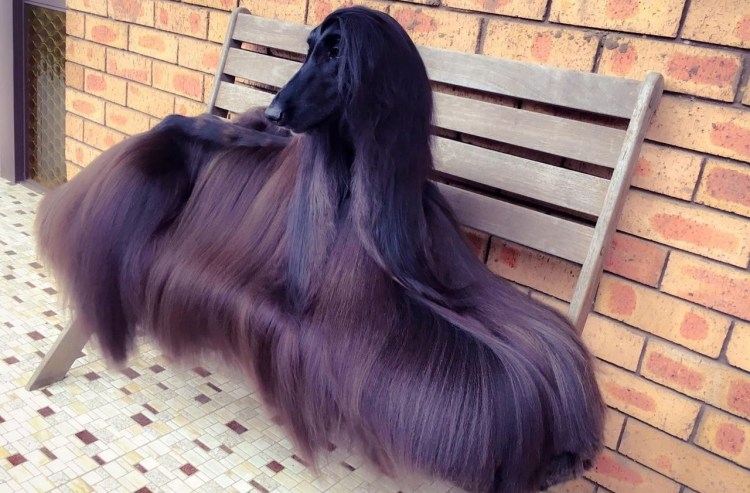 Покровный волос у собак