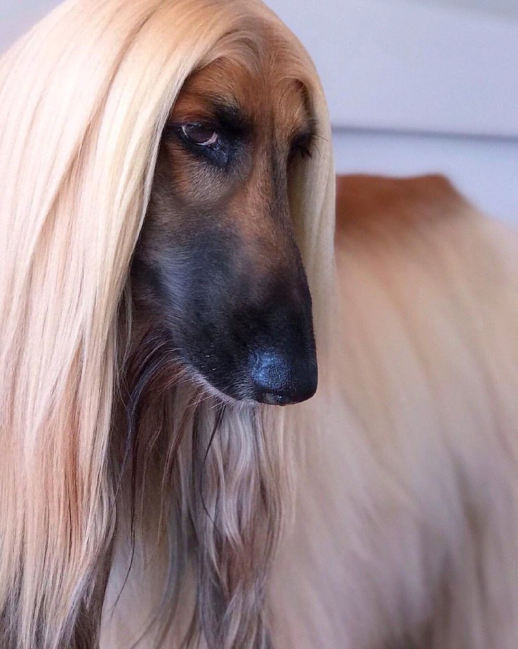 Афганская борзая Астон