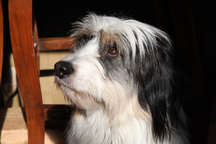 Мини Комондор пули