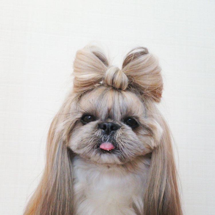 Порода Скай терьер