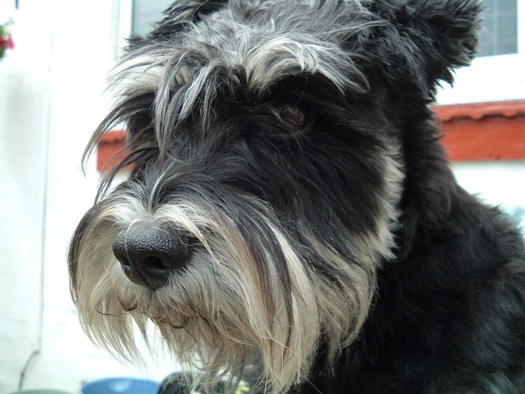 Афганская борзая с хвостиком