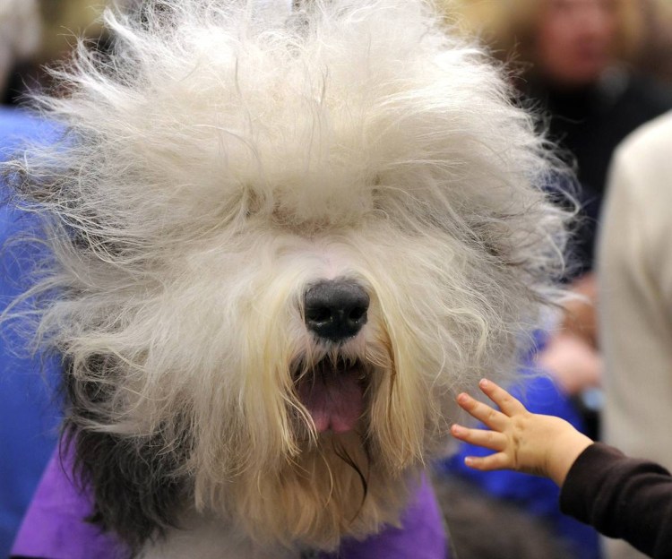 Китайская хохлатая сутулая