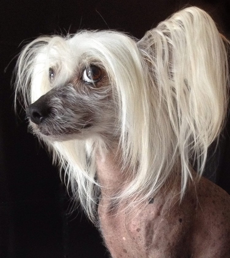 Такса Афганская борзая