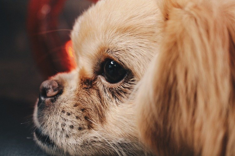 Афганская борзая овчарка