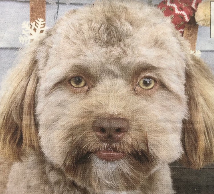 Китайская хохлатая уродливая