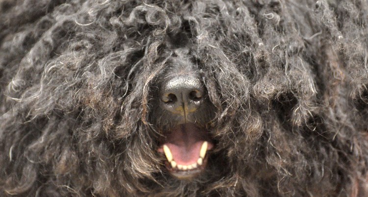 Порода тибетский пудель