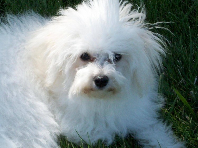 Мальтийская болонка Бивер