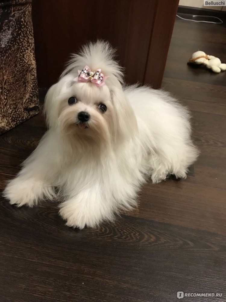 Мальтийская болонка Билли бой