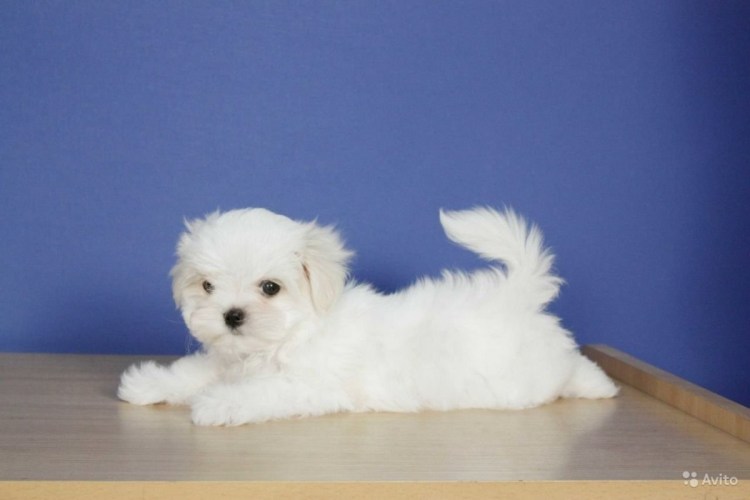 Мальтийская болонка лысая