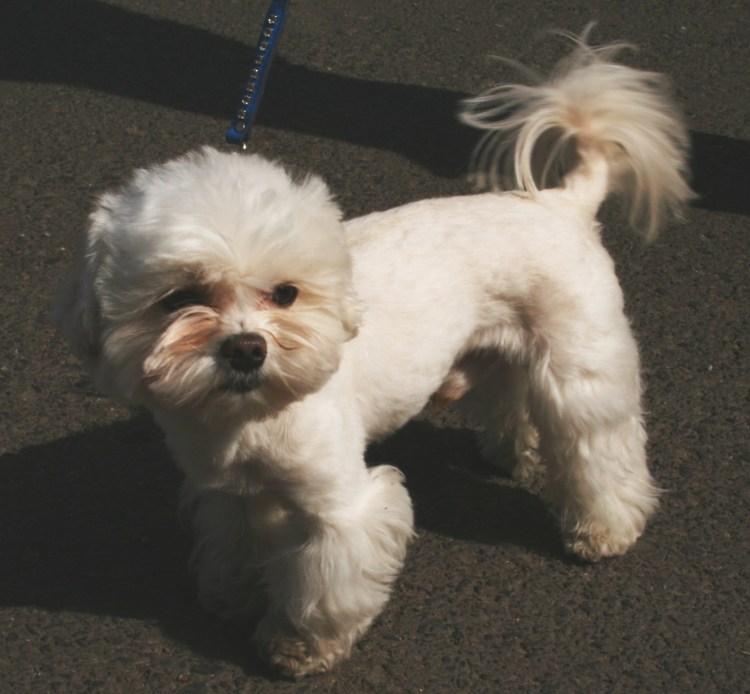 Bichon Frise Maltese Mix