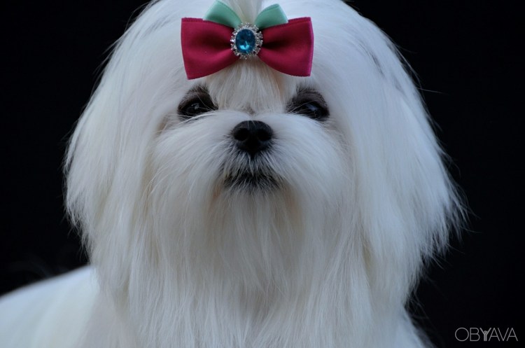 Карликовая Мальтийская болонка