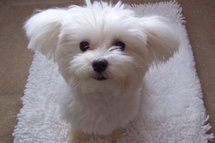 Мальтийская болонка Teacup