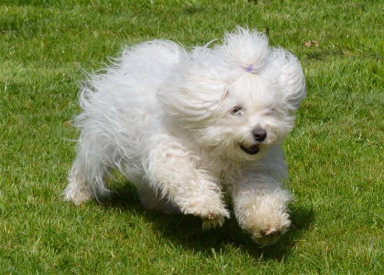 Мальтийская болонка нестриженная