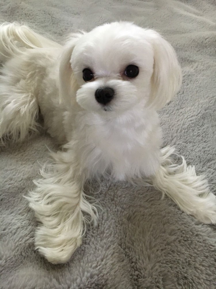 Болонка с хвостиком на голове