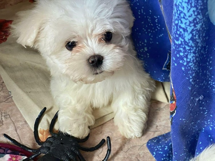 Мальтийская болонка золотистая