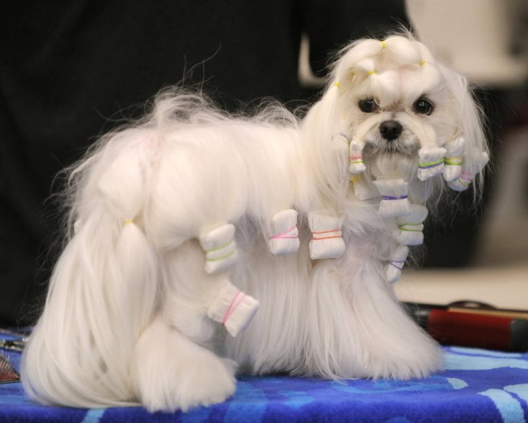 Мексиканская болонка