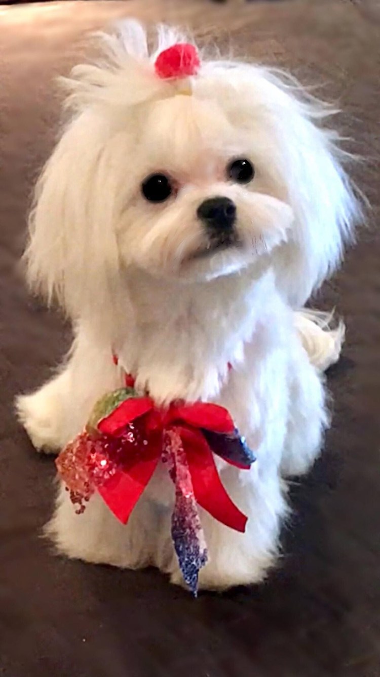 Болонка мальтезе взрослая