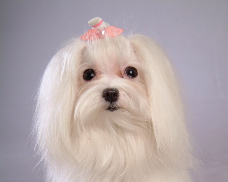 Мальтийская болонка Харт