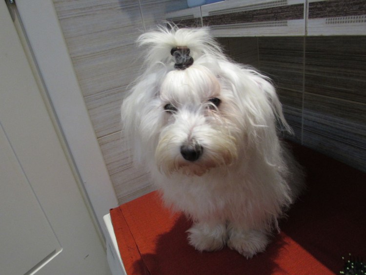 Мальтийская болонка короткошерстная