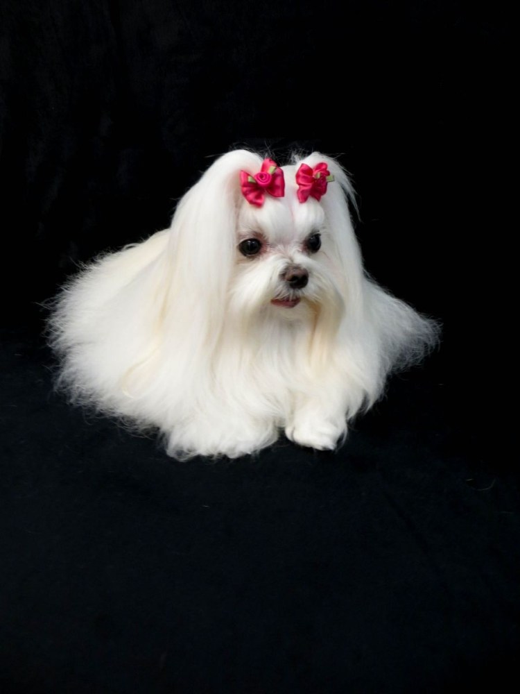 Болоньез итальянская болонка