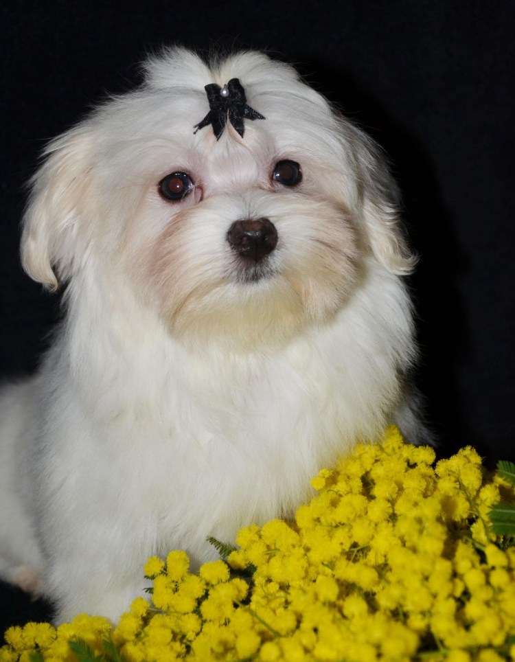 Мальтийская болонка