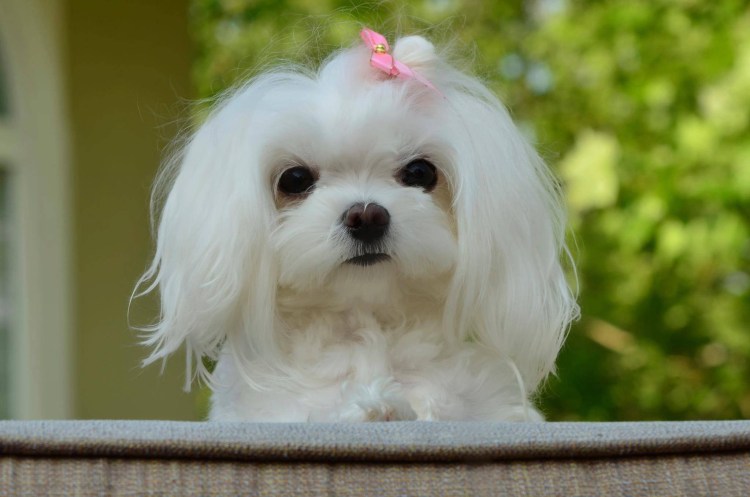 Мальтийская болонка пушистая