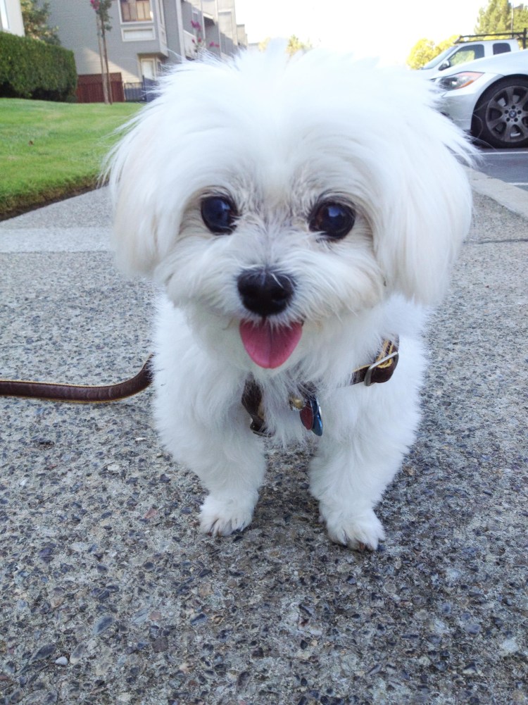 Мальтийская болонка в возрасте