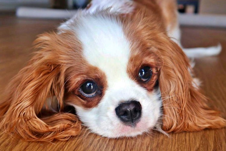 Собака кавалер Кинг Чарльз спаниель