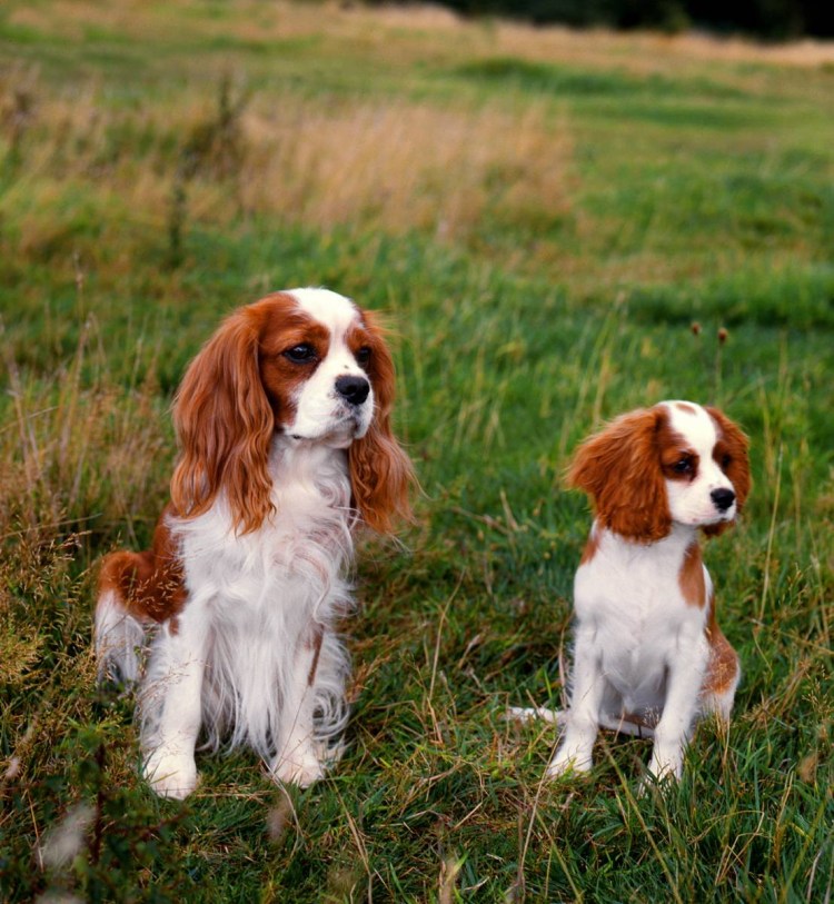 Кинг Чарльз спаниель