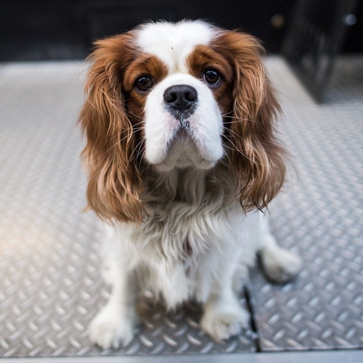 Кавалер Кинг Чарльз спаниель
