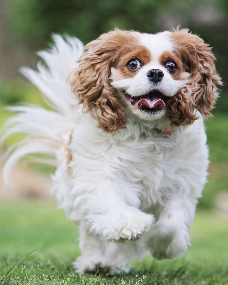 Собака кавалер Кинг Чарльз спаниель