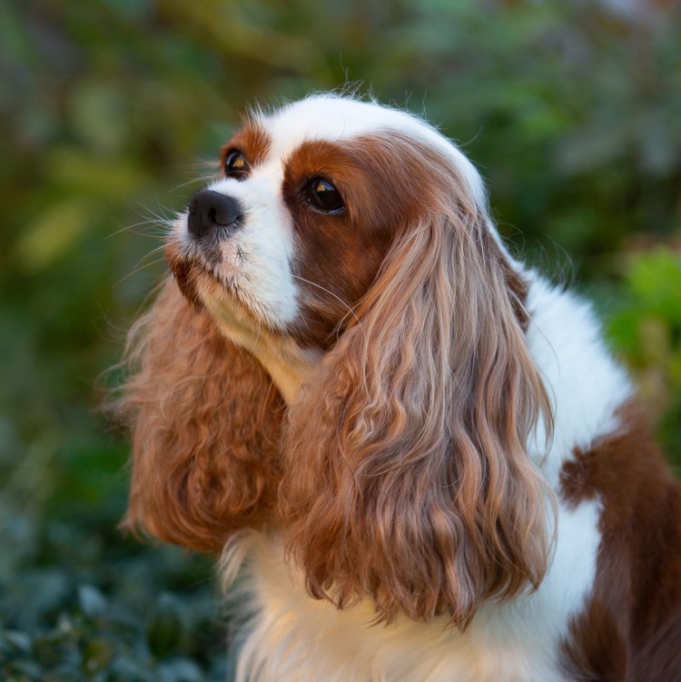Кавалер Кинг Чарльз спаниель спаривается