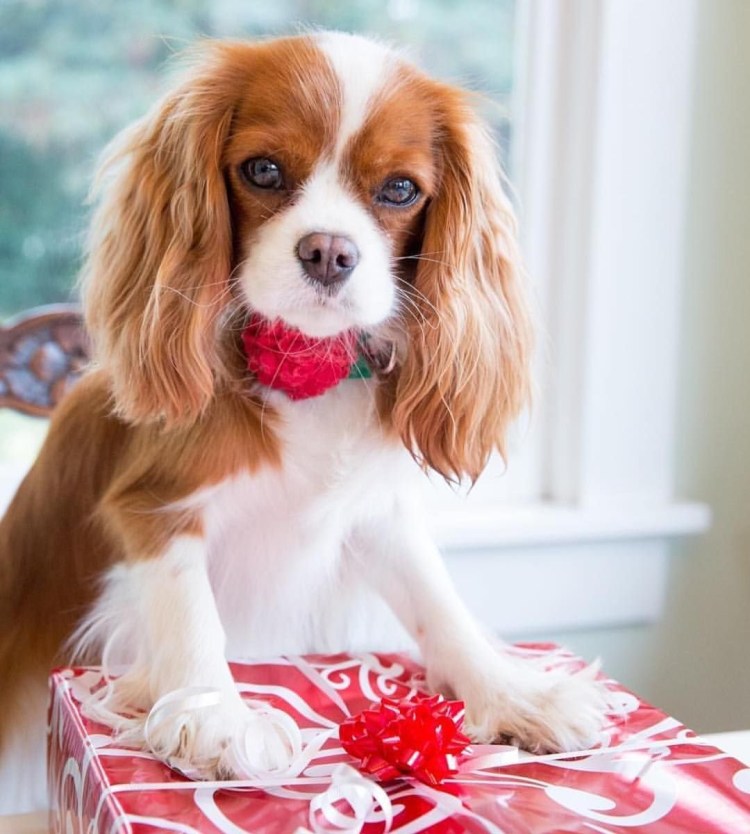 Кавалер кино чарлзьспаниель