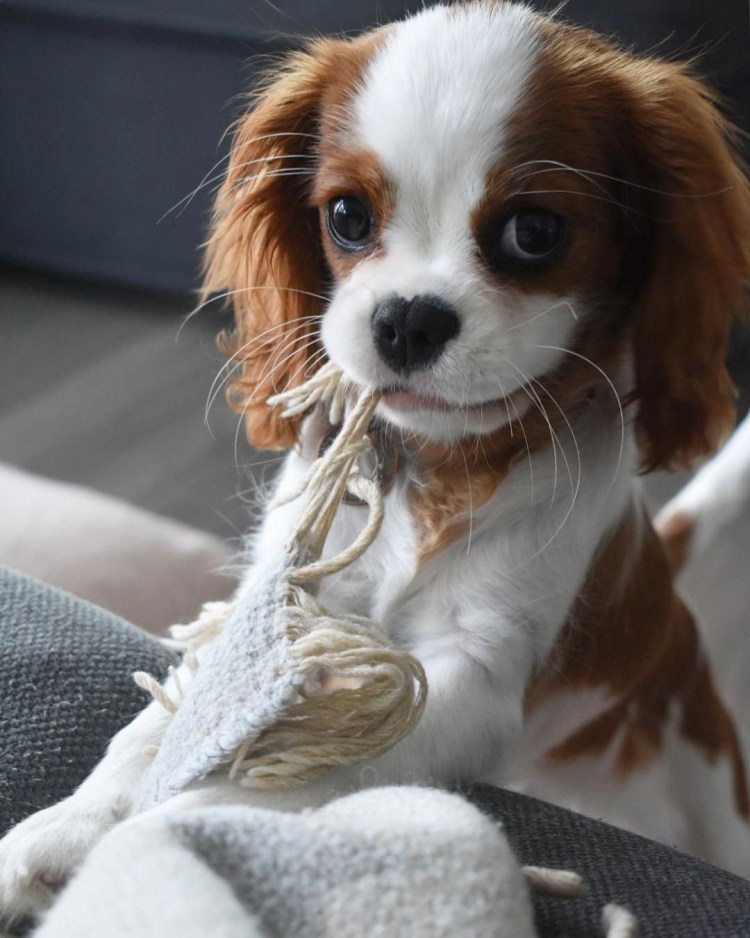 Кавалеркин Чарльз спаниель