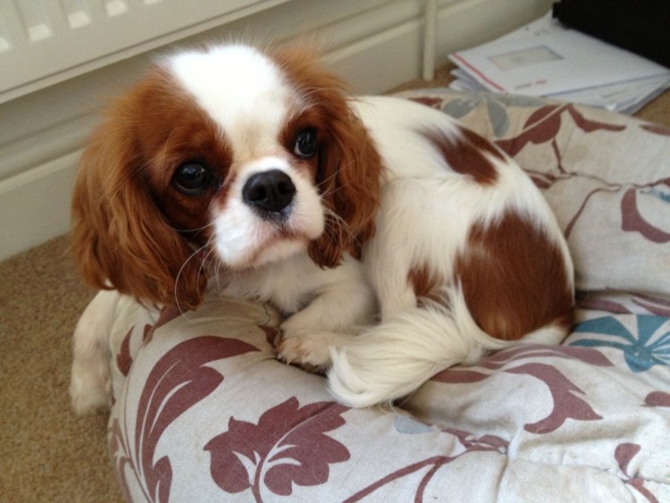 Кавалер пинкчарльз спаниель