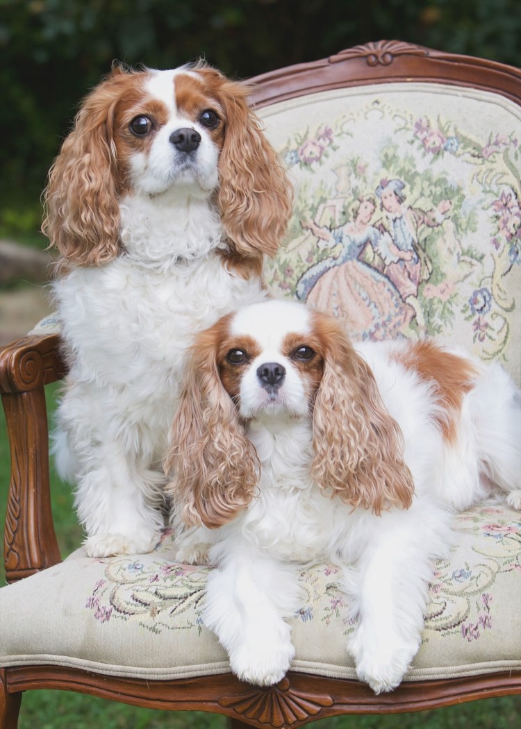 Кавалер Кинг чарльспаель