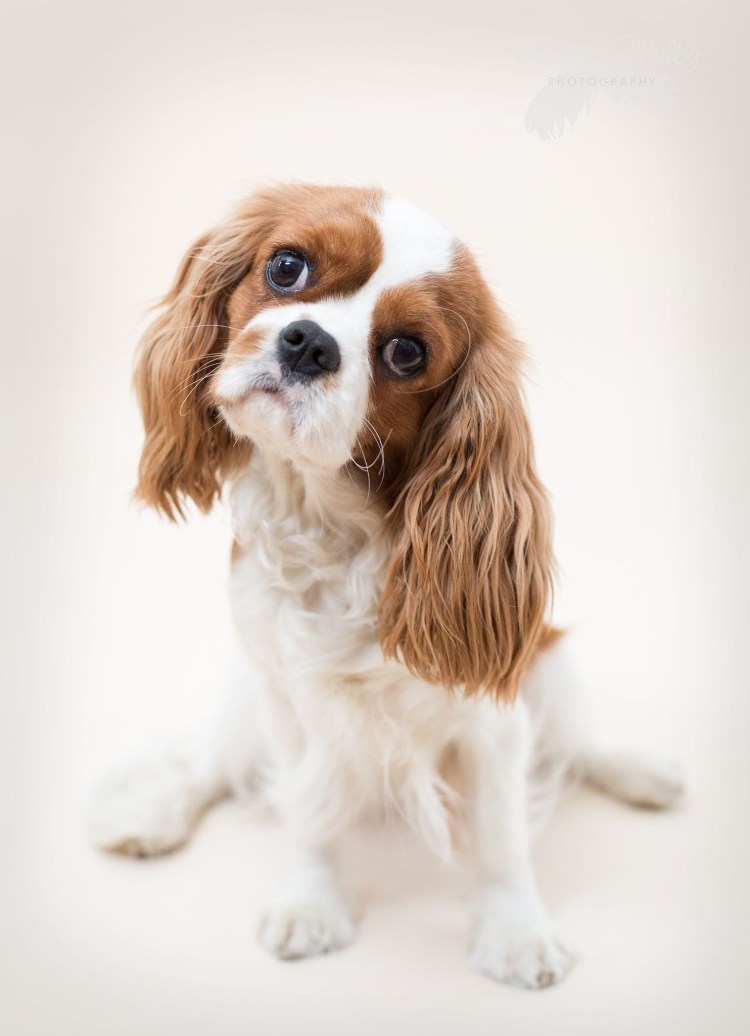Кавалер Кинг Чарльз спаниель