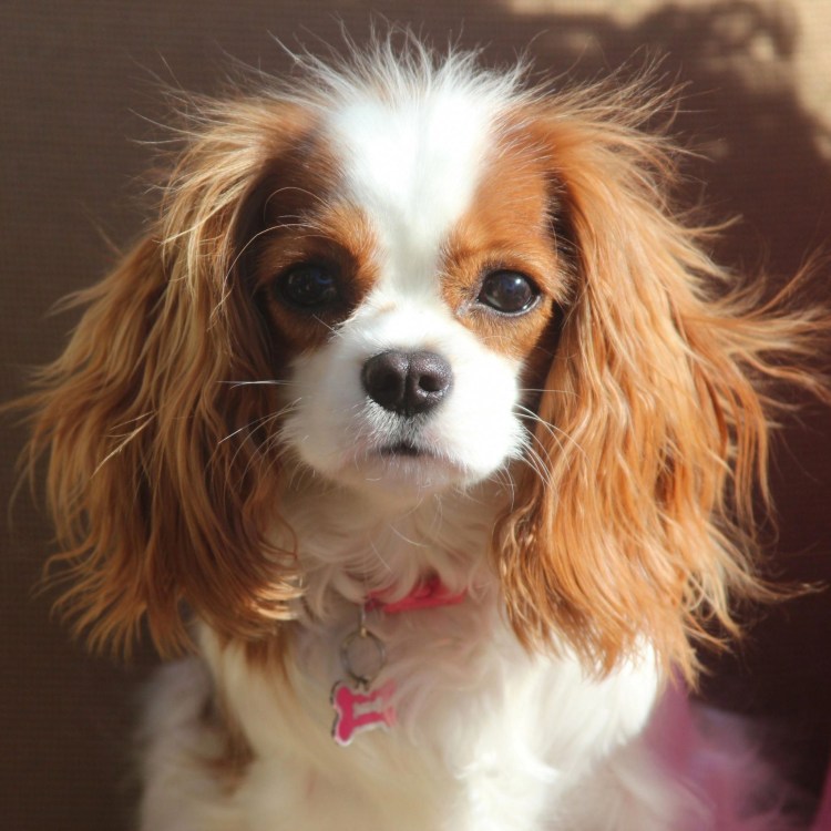 Кавалер Кин чарс спаниель