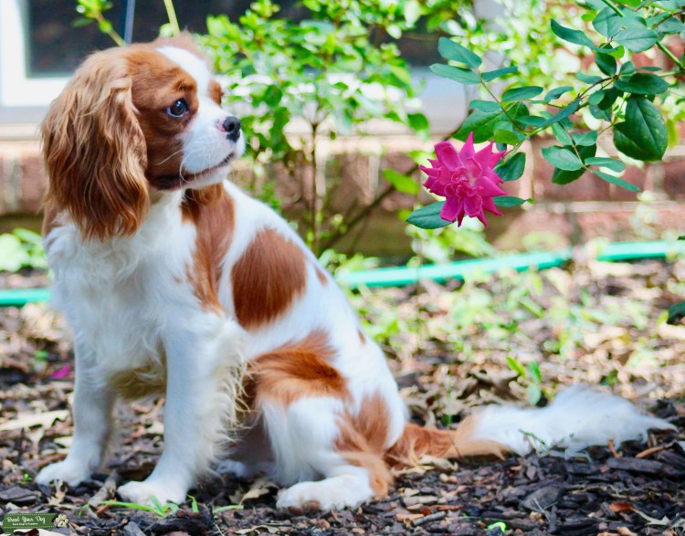Кавалер-Кинг-Чарльз-спаниель Несса