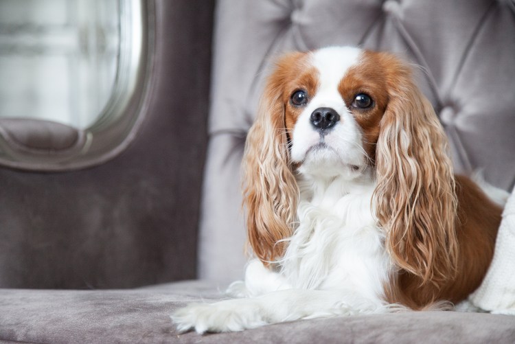 Кавалер кимчарспаниэль