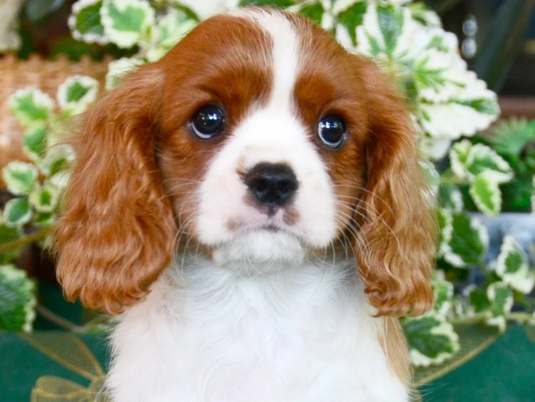 Ковалеркинг чар спаниели