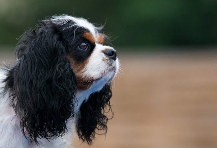 Кокер Чарльз Кинг спаниель